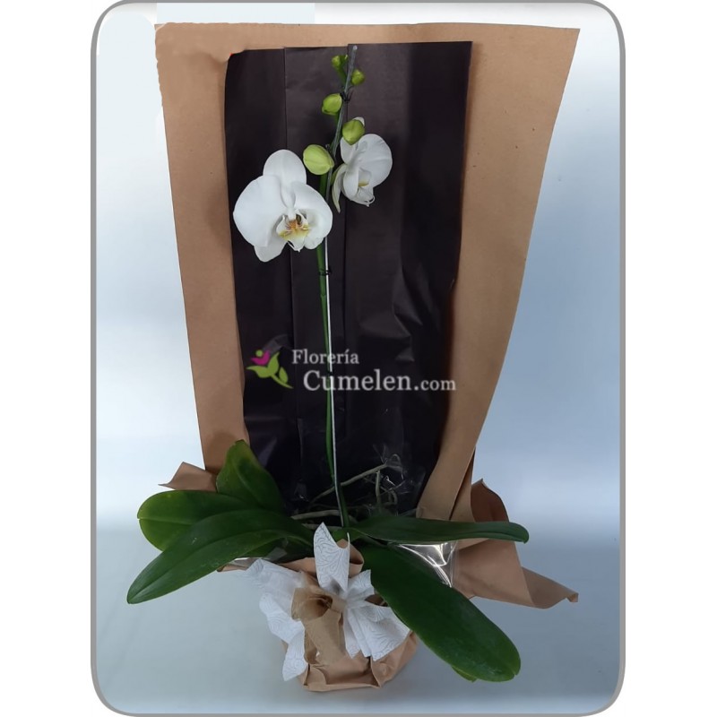 Flores Cumelen